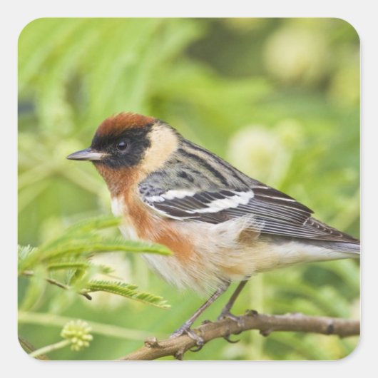 Volwassenen met de baai van Warbler (Dendroica cas Vierkante Sticker (Voorkant)