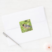 Volwassenen met de baai van Warbler (Dendroica cas Vierkante Sticker (Envelop)