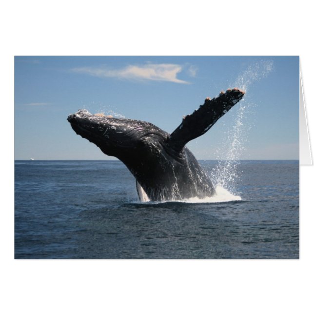 Volwassenen van de walvis (Voorkant Horizontaal)