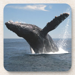 Volwassenen van de walvis bier onderzetter