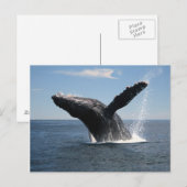 Volwassenen van de walvis briefkaart (Voorkant / Achterkant)