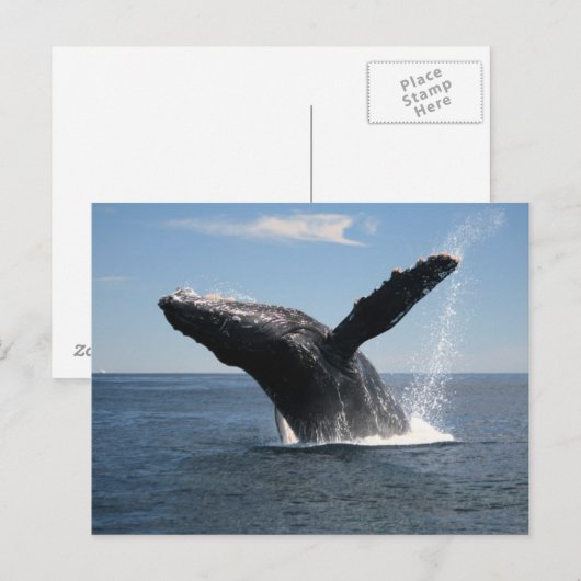 Volwassenen van de walvis briefkaart (Voorkant / Achterkant)