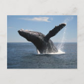 Volwassenen van de walvis briefkaart (Voorkant)