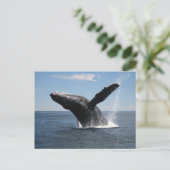 Volwassenen van de walvis briefkaart (Staand voorkant)