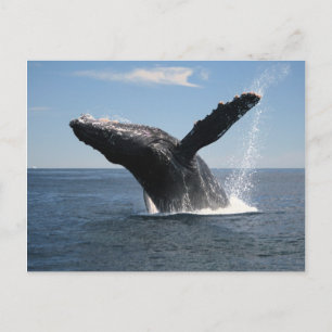 Volwassenen van de walvis briefkaart