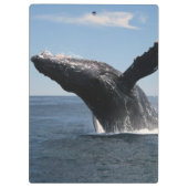 Volwassenen van de walvis klembord (Achterkant)