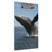 Volwassenen van de walvis klembord (Rechts)