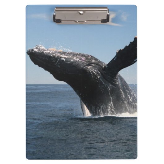 Volwassenen van de walvis klembord (Voorkant)