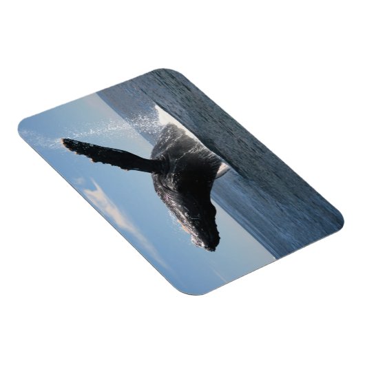 Volwassenen van de walvis magneet (Rechterzijde)