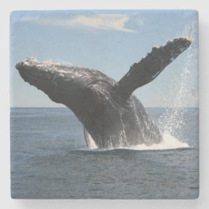 Volwassenen van de walvis stenen onderzetter