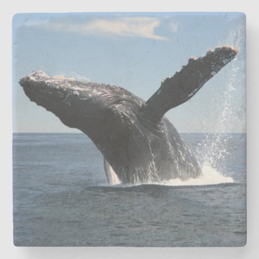 Volwassenen van de walvis stenen onderzetter (Voorkant)