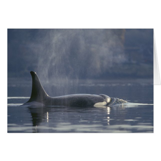 Volwassenen vrouw Orca Whale Orcinus Orca), Puget (Voorkant Horizontaal)