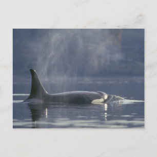 Volwassenen vrouw Orca Whale Orcinus Orca), Puget Briefkaart