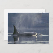 Volwassenen vrouw Orca Whale Orcinus Orca), Puget Briefkaart (Voorkant / Achterkant)
