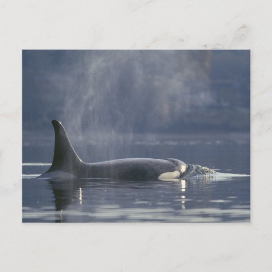 Volwassenen vrouw Orca Whale Orcinus Orca), Puget Briefkaart (Voorkant)