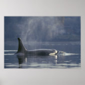 Volwassenen vrouw Orca Whale Orcinus Orca), Puget Poster (Voorkant)