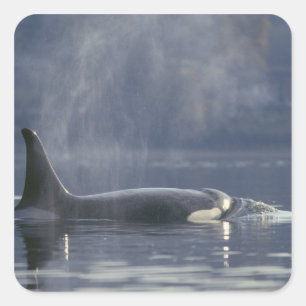 Volwassenen vrouw Orca Whale Orcinus Orca), Puget Vierkante Sticker
