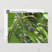 Volwassenen zwarte verzamelobjecten (Reduviid) Briefkaart (Voorkant / Achterkant)