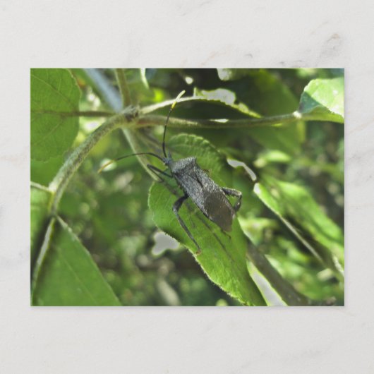 Volwassenen zwarte verzamelobjecten (Reduviid) Briefkaart (Voorkant)