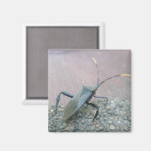 Volwassenen zwarte verzamelobjecten (Reduviid) Magneet (Voorkant / Achterkant)