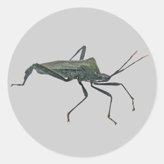 Volwassenen zwarte verzamelobjecten (Reduviid) Ronde Sticker (Voorkant)