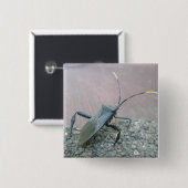 Volwassenen zwarte verzamelobjecten (Reduviid) Vierkante Button 5,1 Cm (Voorkant /achterkant)