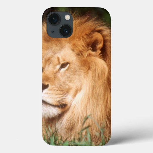 Volwassenmannetje Lion Case-Mate iPhone Case (Achterkant)
