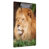Volwassenmannetje Lion Klembord (Rechts)