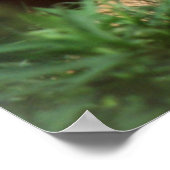 Volwassenmannetje Lion Poster (Hoek)