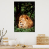 Volwassenmannetje Lion Poster (Keuken)