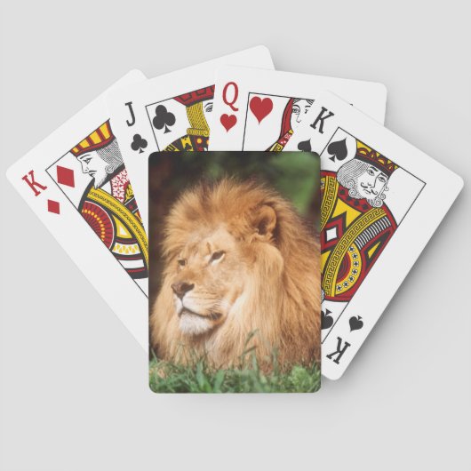 Volwassenmannetje Lion Speelkaarten (Achterkant)