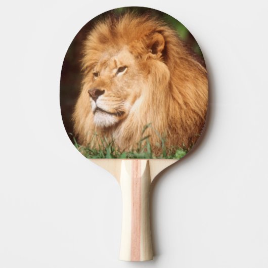 Volwassenmannetje Lion Tafeltennisbatje (Voorkant)