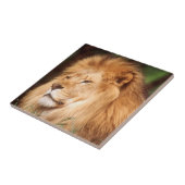 Volwassenmannetje Lion Tegeltje (Zijkant)