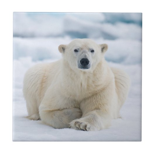 Volwassenpolair beer op zomerkaart tegeltje (Voorkant)
