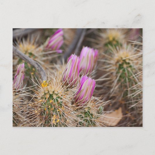 Voor de bloei briefkaart (Voorkant)