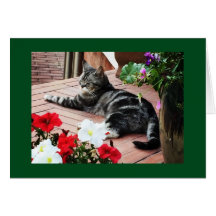 Voor de catlovers wereldwijd!