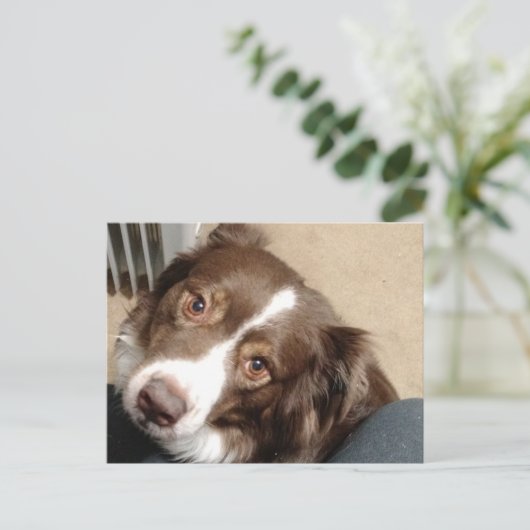 Voor de liefde van Aussie! Briefkaart (Staand voorkant)