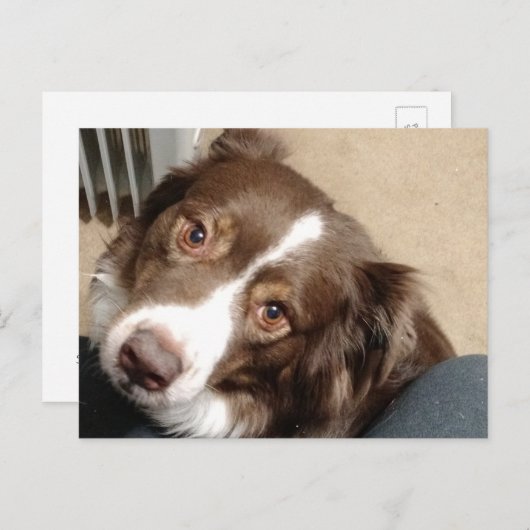 Voor de liefde van Aussie! Briefkaart (Voorkant / Achterkant)