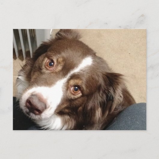 Voor de liefde van Aussie! Briefkaart (Voorkant)