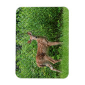 Voor een hek magneet (Verticaal)