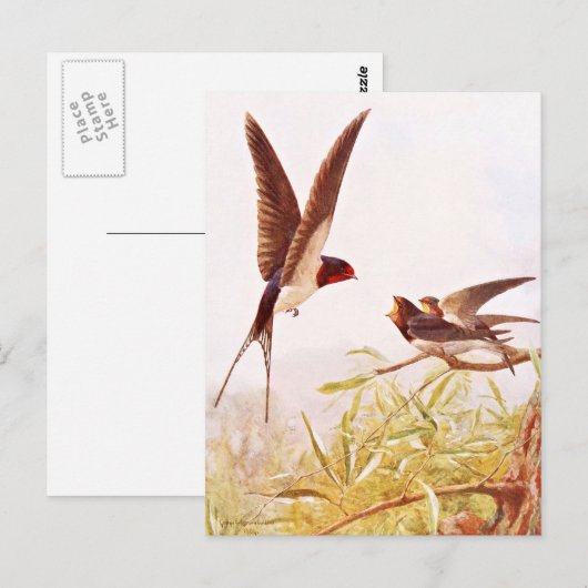 Voorbeeld van de zweetvogel briefkaart (Voorkant / Achterkant)