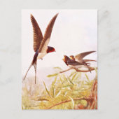 Voorbeeld van de zweetvogel briefkaart (Voorkant)