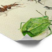 voorbeeld van insecten , naturalistisch en wetensc poster (Hoek)