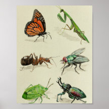 voorbeeld van insecten , naturalistisch en wetensc