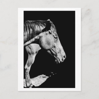 voorbeen van het paard briefkaart