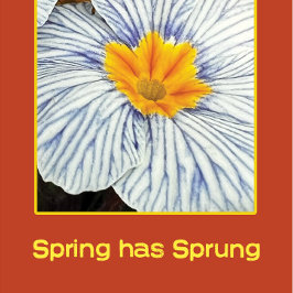 Voorbloemige kleurrijke bloemen