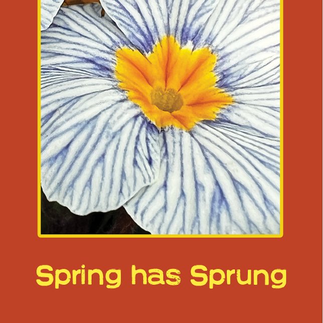 Voorbloemige kleurrijke bloemen (Creator heeft geüpload)