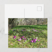 Voorbode van de lente briefkaart (Voorkant / Achterkant)