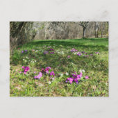 Voorbode van de lente briefkaart (Voorkant)