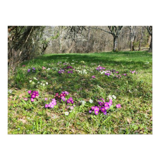 Voorbode van de lente foto afdruk (Voorkant)